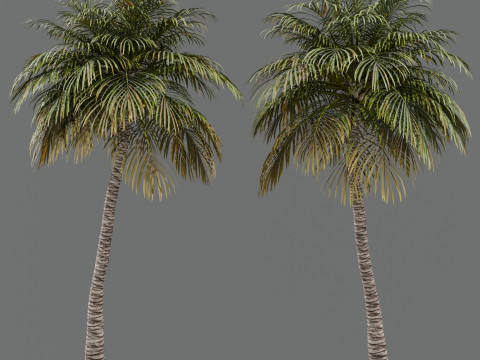 Coconut Palm Model 3D