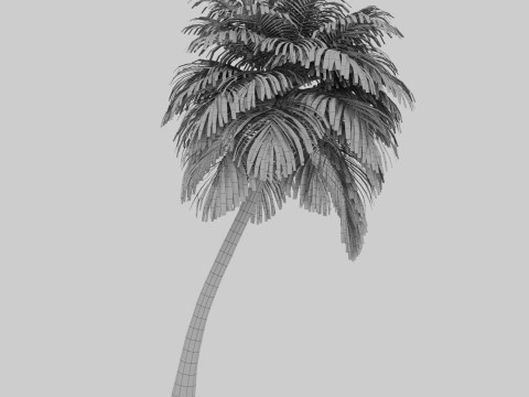Coconut Palm Model 3D