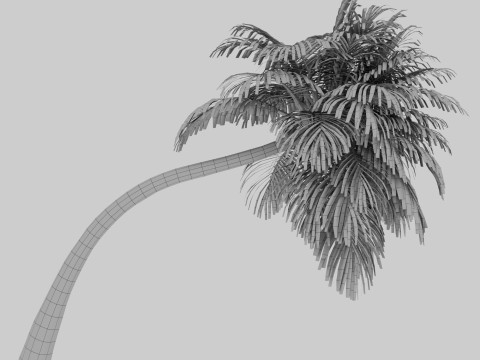 Coconut Palm Model 3D