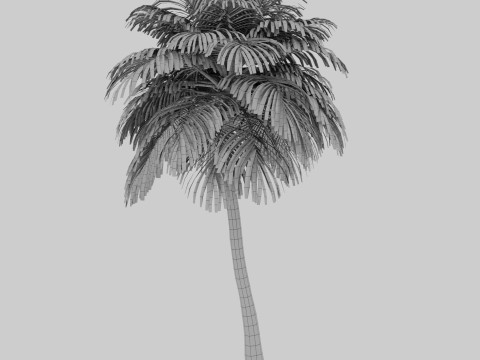 Coconut Palm Model 3D