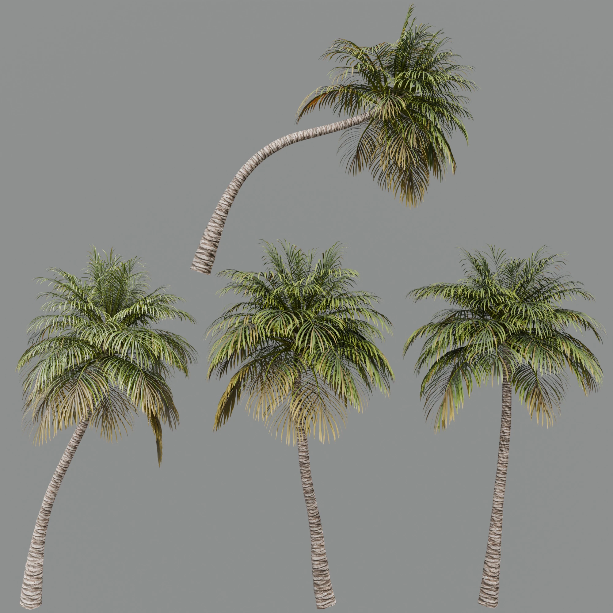 Coconut Palm 3D Model .c4d .max .obj .3ds .fbx .stl .blend 