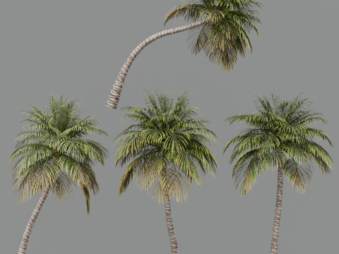 Kokospalme 3D Modell