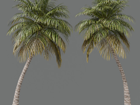 Coconut Palm 3D 模型