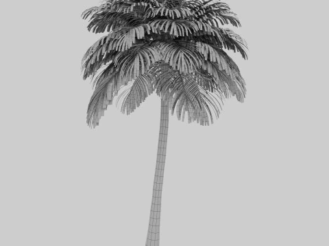 Coconut Palm 3D Model