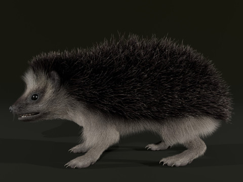 Realistic Animated Hedgehog 3D Model