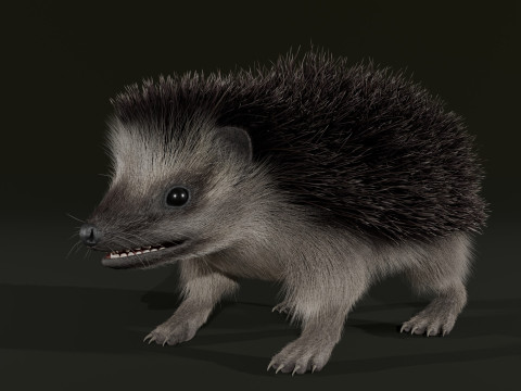 Realistic Animated Hedgehog 3D Model