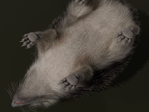 Realistic Animated Hedgehog 3D Model