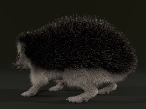 Realistic Animated Hedgehog 3D Model