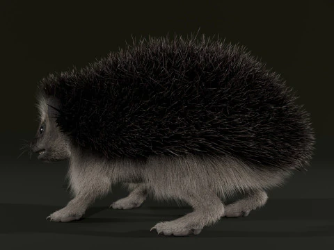Realistic Animated Hedgehog 3D Model