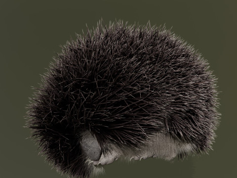 Realistic Animated Hedgehog 3D Model