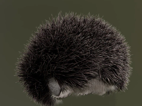 Realistic Animated Hedgehog 3D Model