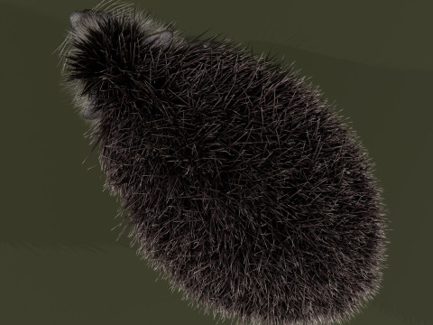 Realistic Animated Hedgehog 3D Model
