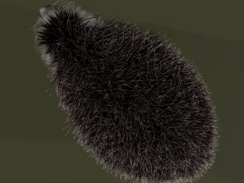 Realistic Animated Hedgehog 3D Model