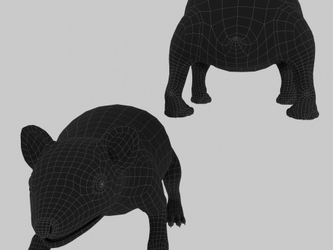 Realistic Animated Hedgehog 3D Model