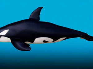 killer whale 3D Model