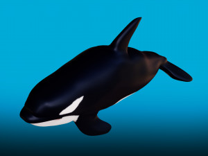 killer whale 3D Model
