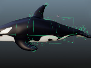 killer whale 3D Model