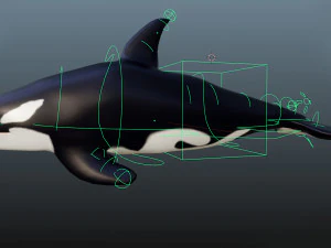 killer whale 3D Model