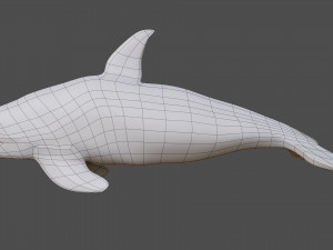 killer whale 3D Model