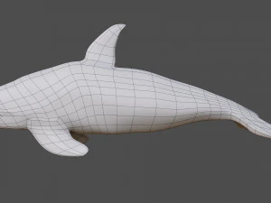 killer whale 3D Model