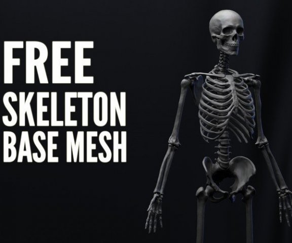 anatomy skeleton 3D Model .c4d .max .obj .3ds .fbx .stl .blend 