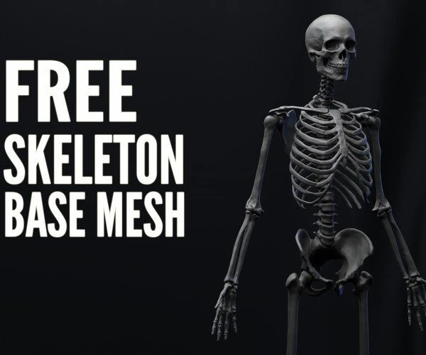 anatomy skeleton 3D Model .c4d .max .obj .3ds .fbx .stl .blend 