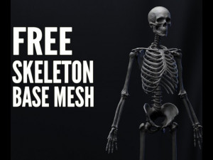 anatomy skeleton 3D 模型