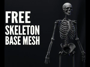 解剖学スケルトン 3Dモデル