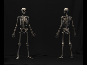 anatomy skeleton 3D Model
