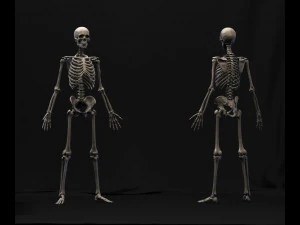 anatomy skeleton 3D Model
