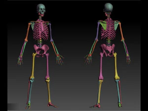 anatomy skeleton 3D Model