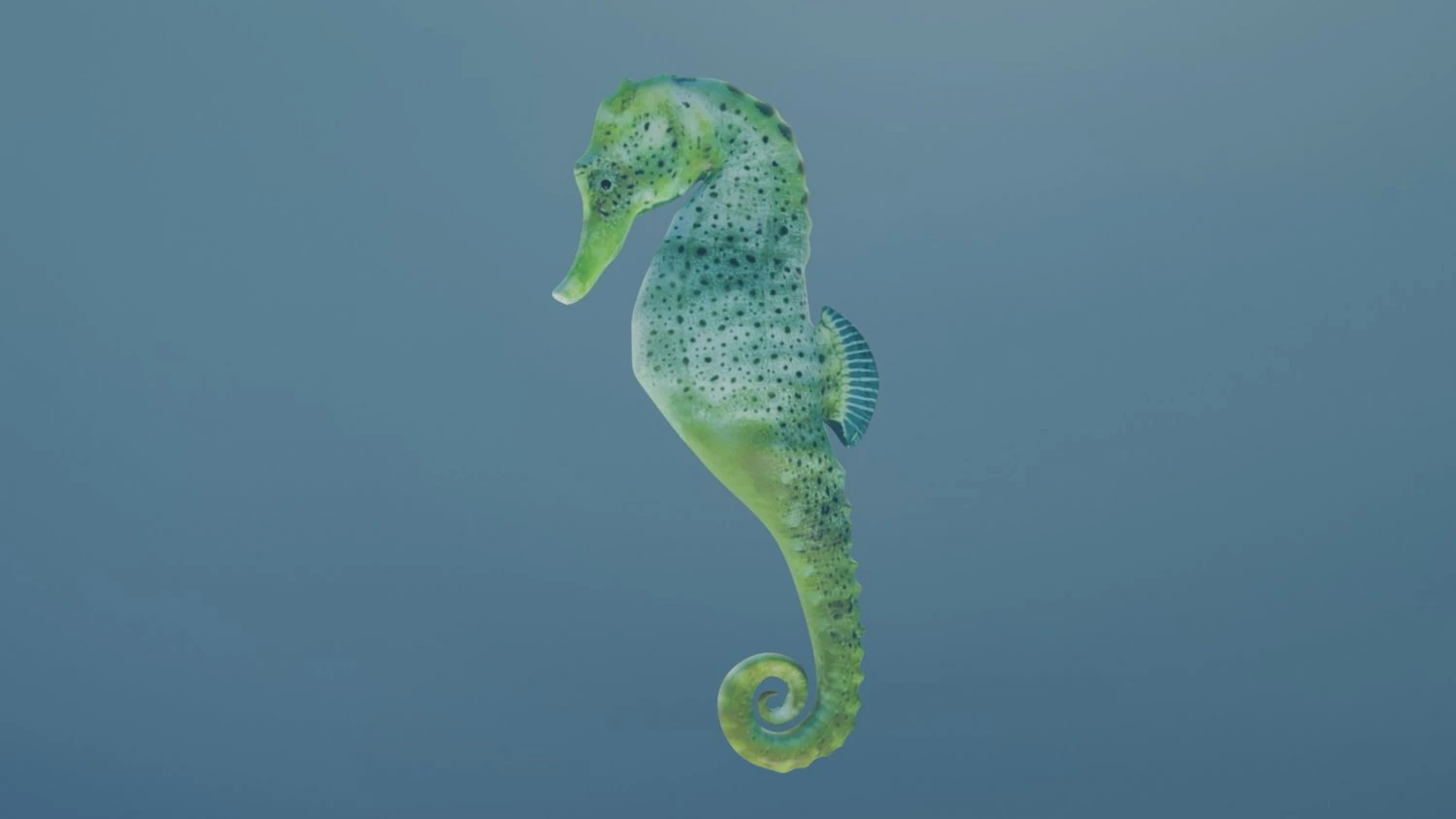 seahorse 3D Model .c4d .max .obj .3ds .fbx .stl .blend 