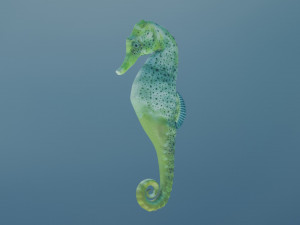 seahorse Model 3D