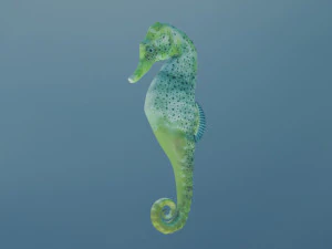 seahorse 3D Model