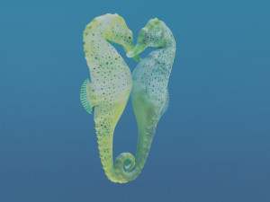 seahorse couple Modello 3D