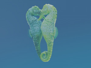 seahorse couple 3D Модель