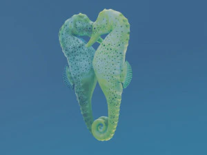 seahorse couple 3D Model