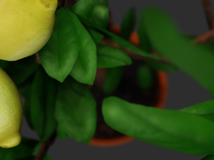 lemon tree 3D Model