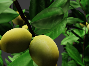 lemon tree 3D Model