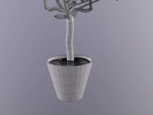 lemon tree 3D Model