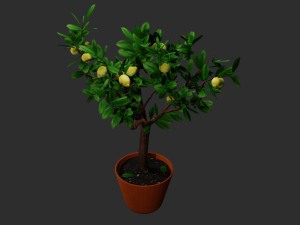lemon tree 3D Model