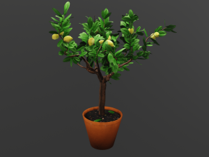 lemon tree 3D Model