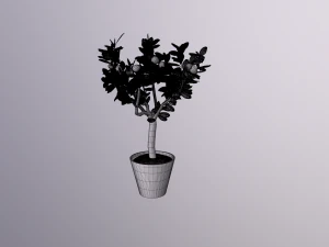 lemon tree 3D Model