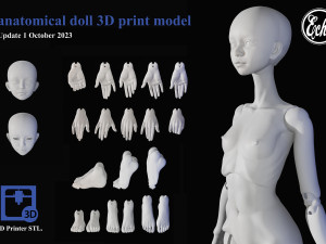 Anatomical doll BJD 30mm 3D print model 3D 打印模型