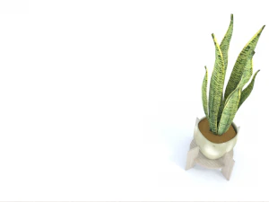 Variegated Snake Plant 3D Model