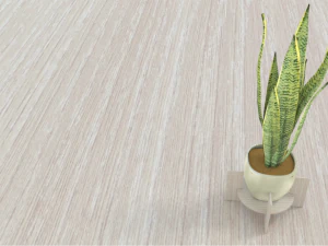 Variegated Snake Plant 3D Model