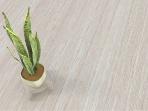 Variegated Snake Plant 3D Model