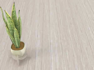 Variegated Snake Plant Modello 3D
