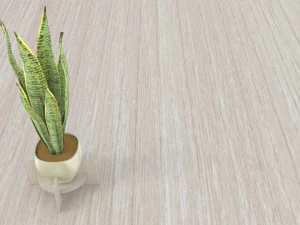 Variegated Snake Plant 3D Model