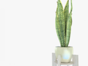 Variegated Snake Plant 3D Model